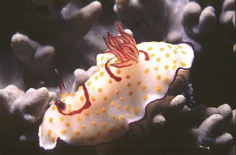 Goniobranchus Annulatus Eliot 1904 Chromodoris