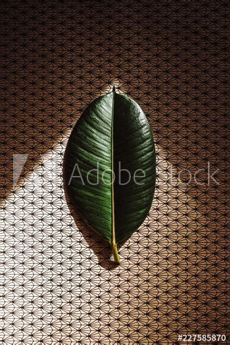 Leaf On The Light Acquista Questa Foto Stock Ed Esplora Foto Simili In Adobe Stock Immagini