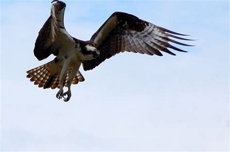 Burung garuda adalah sebuah burung yang berasal dari mitologi burung elang memang telah dikenal oleh siapa saja. 5000 Gambar Elang Terbang Di Angkasa Gratis - Infobaru