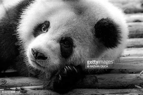 Sleepy Panda Photos And Premium High Res Pictures Getty Images