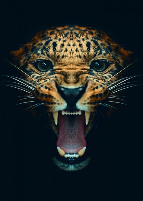 Pin by ༄𝓝𝓪𝓽𝓮༄ on Animals | Leopard face, Jaguar animal, Wild animal