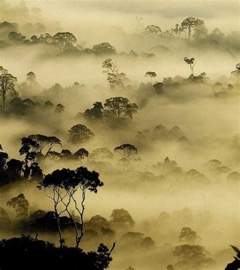 Morning Mist Over The Rainforest Of Borneo In Malaysia Photo By Nara