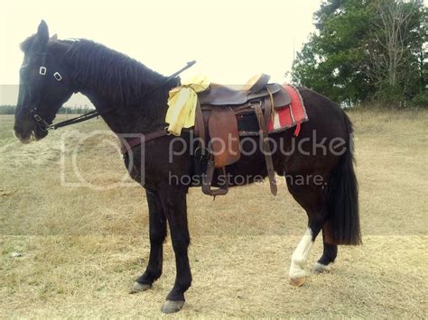 gaited horses  horse forum