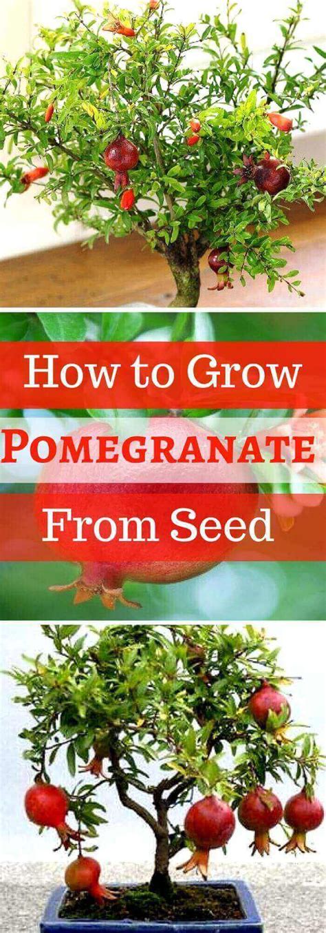 Step By Step Procedure For Growing Pomegranate Plant From Seed Indoors