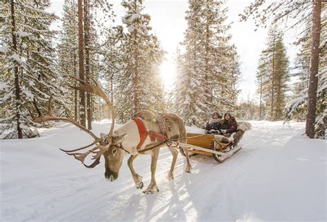 Reindeer Rides In Santa Claus Village In Rovaniemi In Lapland