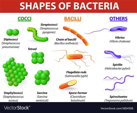 Common Bacteria Infecting Human Bacteria Are Classified Into 5 Groups
