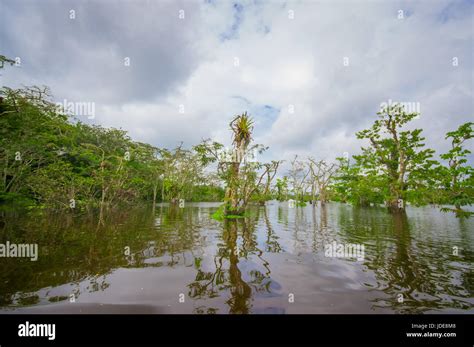 Calm And Magical Dark Amazon Waters Located In The Amazon Rainforest