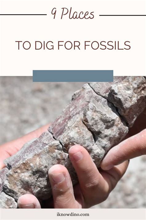 9 Places To Dig For Fossils In 2022 Fossils Dig Meeting New People