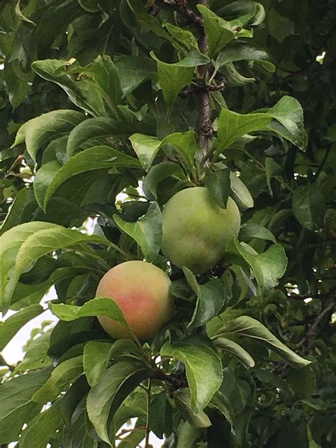 Fruit Trees Home Gardening Apple Cherry Pear Plum Plum Tree No Fruit