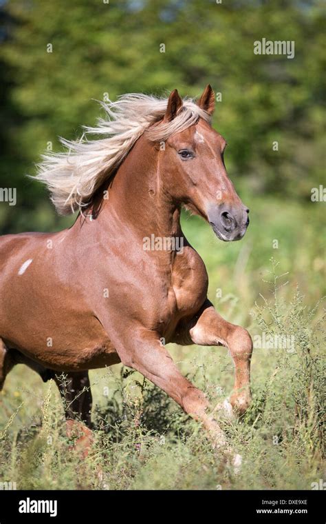 Romanian Warmblood Chestnut Gelding Galopping On A Clearing Romania