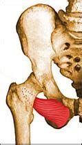 Muscles of the hip | Kaki Palsu PT Kuspito - Blognya KUSPITO