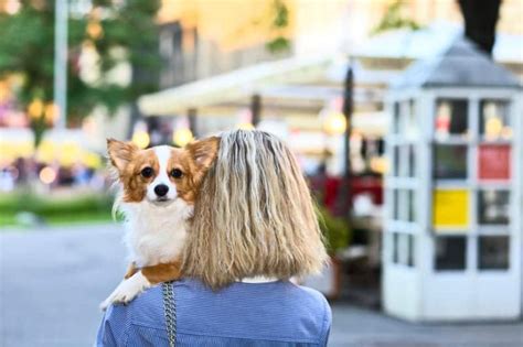 Es gibt fast keine wohnungen, in denen die tierhaltung erlaubt ist. Wohnungssuche mit Hund › mydog365 Magazin