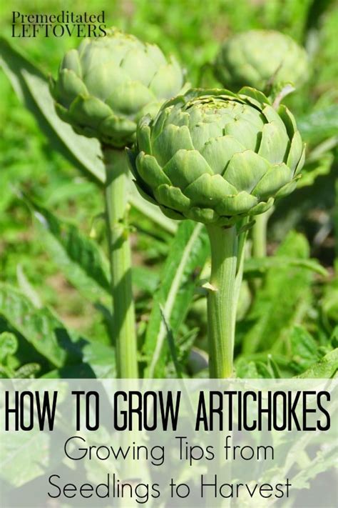 Firm down and water well. How to Grow Artichokes