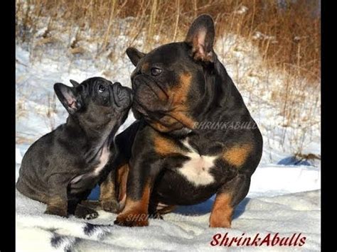 Our puppies are sold as companion pets or with. tri french bulldog puppies - YouTube