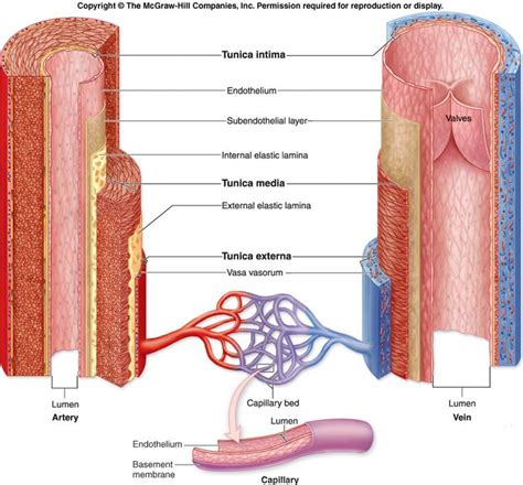 If you still can't find major blood vessel answer than contact our team for further help. 17 Best images about Blood Vessels in the Human Body on Pinterest | Cold weather, Circles and ...