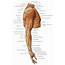 Shoulder Muscles Diagram  Labeled Anatomy Chart Of Neck And