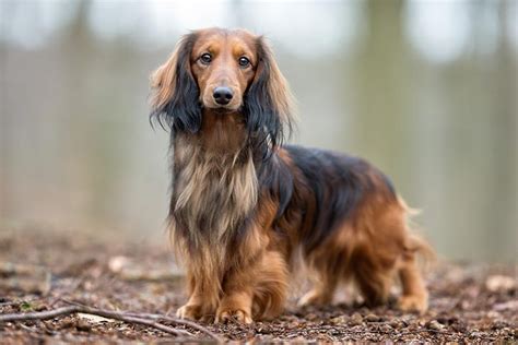 Dachshund Dog Breed Information In 2021 Therapy Dogs Breeds Big Dog