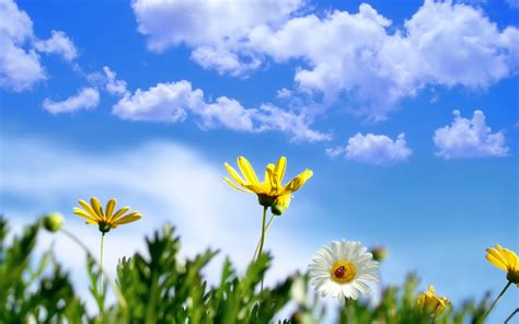Sunny Springtime Wallpapers Hd Wallpapers Id 9848