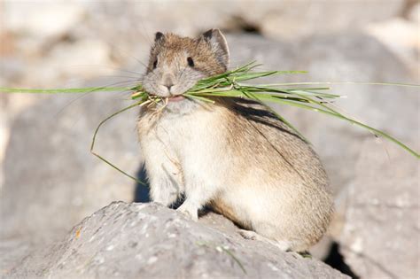 Interesting Facts You Might Not Know About American Pika Palmetto