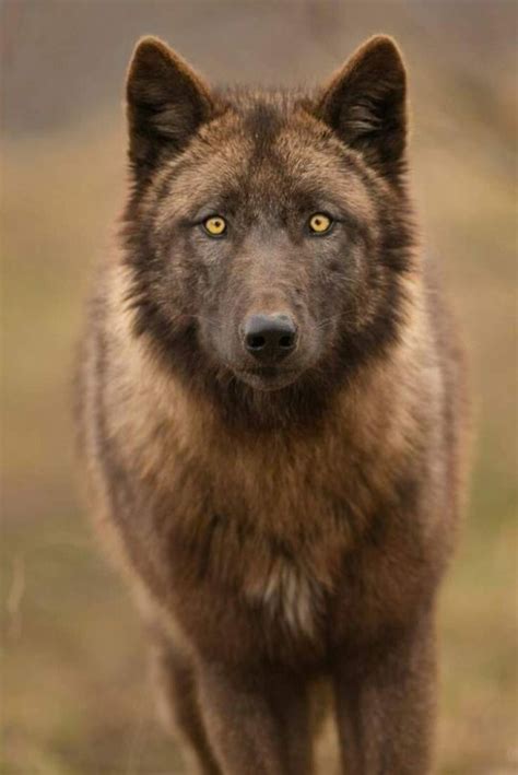 Hi My Name Is Angie 😊🐺💖 Wolf Dog Beautiful Wolves Animals Beautiful