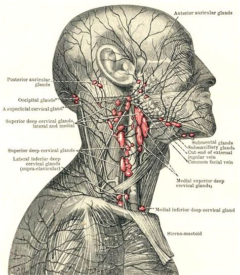 Superficial Lymphatic System And Lymph Nodes In The Area Of The Head Neck And Face Lymph