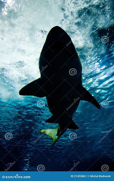 Shark Silhouette Underwater Stock Image Image 21455861