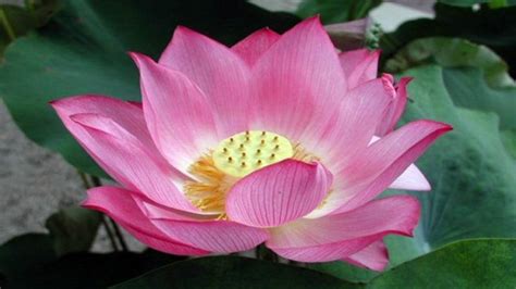 Lotus National Flower Of Egypt Meaning Of The Lotus