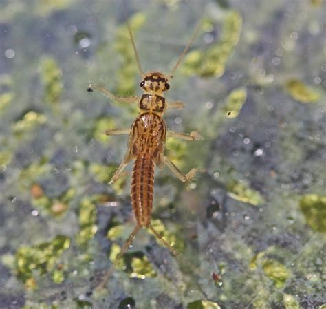 Aquatic Insects Of Central Virginia Stream Report Powells Creek Near