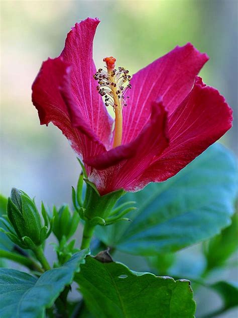 Free Picture Hibiscus Blooming Blooms Flowers