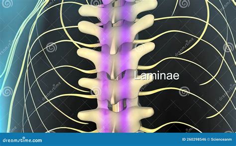 D Illustratie Anatomie Van De Wervelkolom En Het Perifere Zenuwstelsel