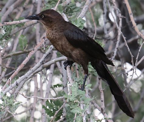See The Usa Scottsdale Arizona Part 4 Desert Birds With Attitude