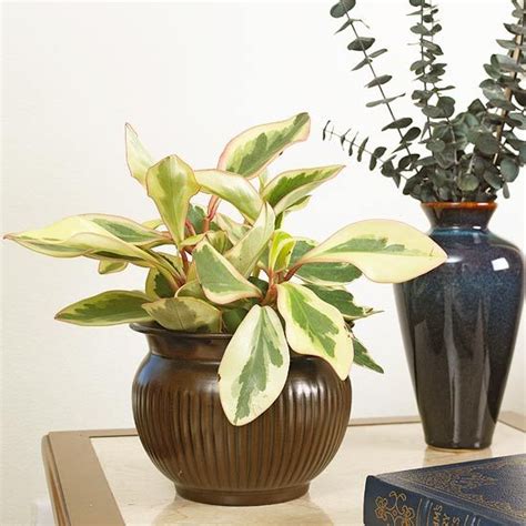Peperomia Is An Easy Plant To Grow In Your Home Note This Plant Is