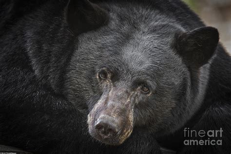 Black Bear Portrait Photograph By Mitch Shindelbower Fine Art America