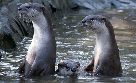 Young Smooth Coated Otters Are Much Better With Technology Than Their
