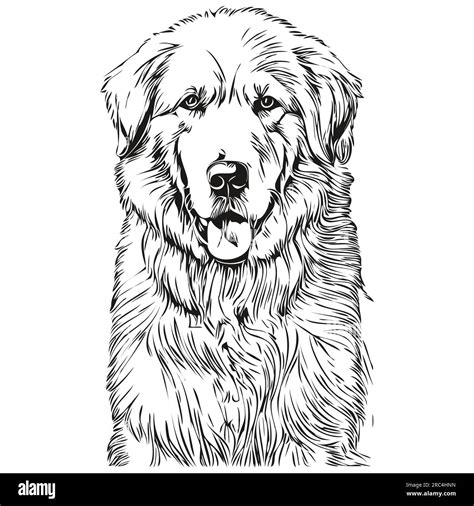 Kuvaszok Dog Vector Graphics Hand Drawn Pencil Animal Line
