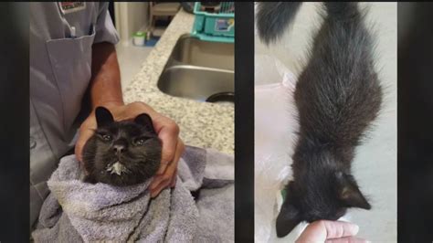 Check spelling or type a new query. Feline coronavirus treatment could stop spread of COVID-19 ...