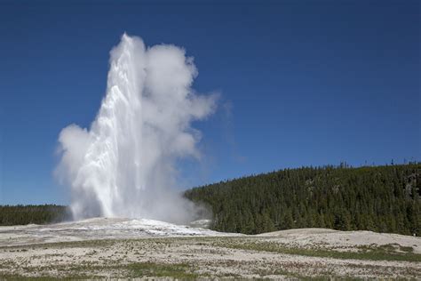 History And Little Known Facts About Old Faithful Brushbuck Wildlife Tours