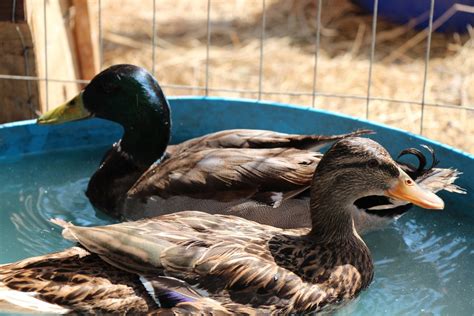 Rouen Ducks Complete Breed Guide Fowl Guide