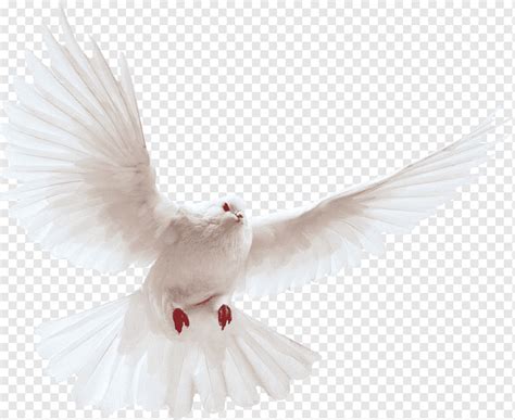 Weiße wolke, wolke, weiße wolken mit schwarzem hintergrund, atmosphäre, schwarz, schwarz und weiß png. Weiße fliegende Taube, inländischer Taube Columbidae Vogel ...
