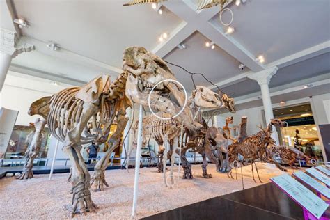 Dinosaur Fossil Display In The American Museum Of Natural History