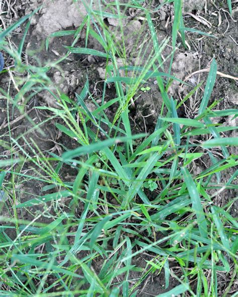 Common Types Of Weeds And How To Treat Them