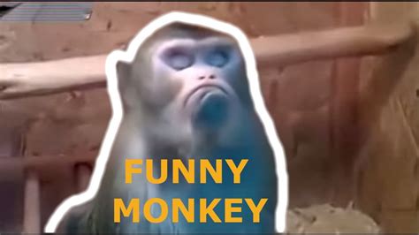 Funny Monkey Compilation Fail Animals Youtube