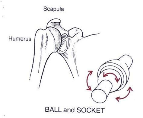 Pictures Of Ball And Socket Joint