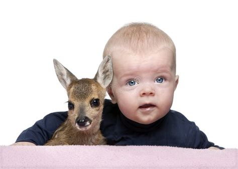 Portrait Of Baby Boy With Fallow Deer Fawn Stock Photo Image Of Deer