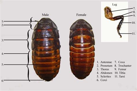 External Anatomy Of Male And Female Madagascar Hissing Cockroaches