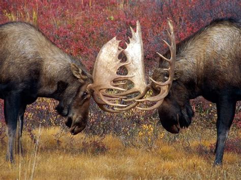 Some camels don't finish the race: Denali National Park Photos | Moose hunting, Moose ...