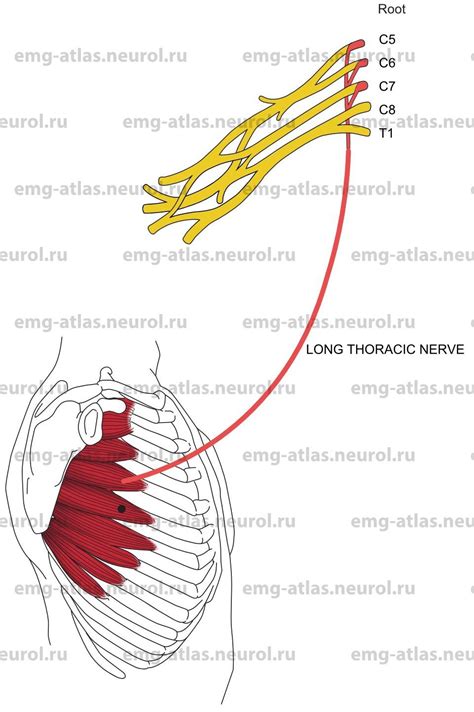 Long Thoracic Nerve Thoracodorsal Nerve