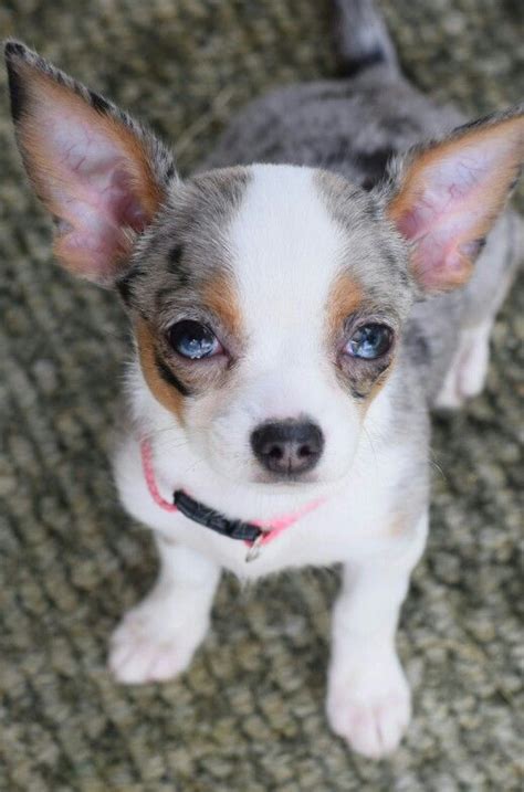 I am offering a 1.5 year blue tricolor merle long coated with absolutely amazing tiny baby face.he imported from ukraine, comes with a pedigree and vet passport. Our beautiful female blue merle chihuahua, Aura. # ...
