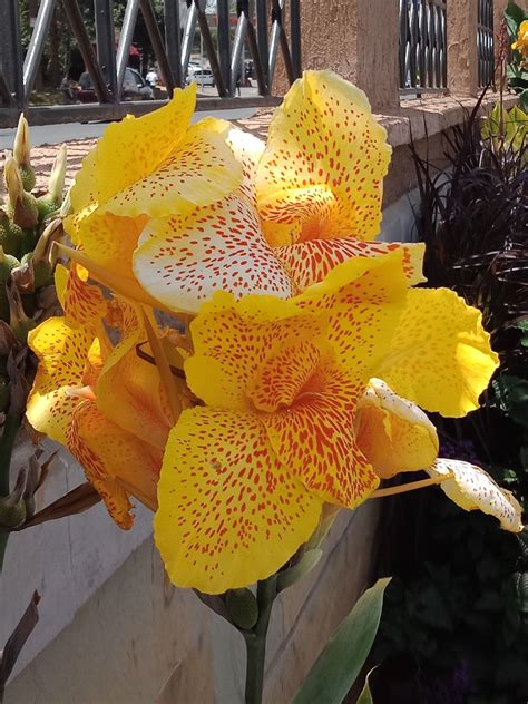 They grow well in the garden or in pots. Yellow Canna Lily Tropicana #1 on Behance | Canna lily ...