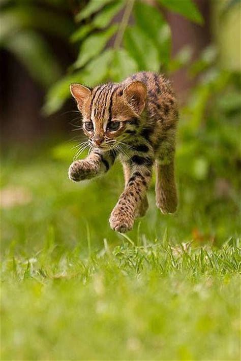 Cute Baby Leopard Cat Animal Farm Pinterest